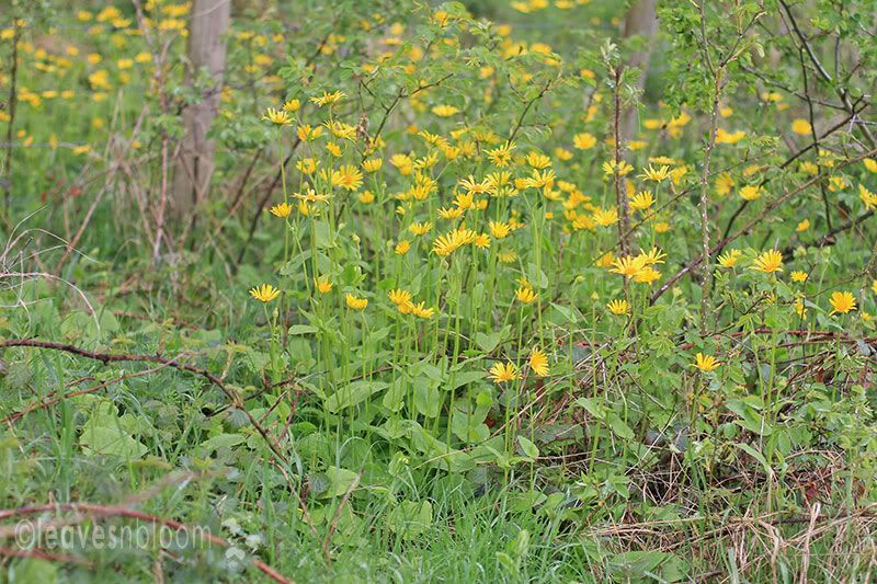 Giant Leopards Bane - Doronicum pardalianches