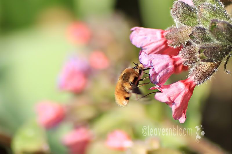 Bombylius major Bee-Fly feeding on Pulmonaria spring blooms