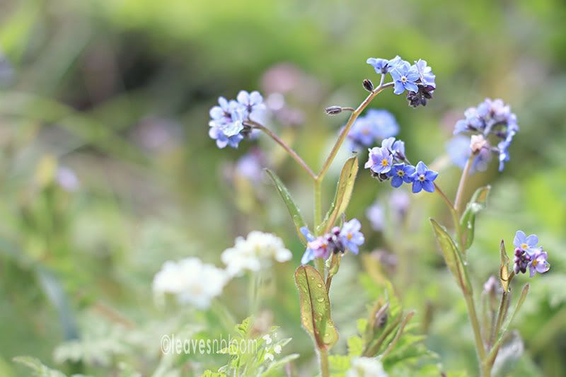 native blue forget me nots - Myosotis.