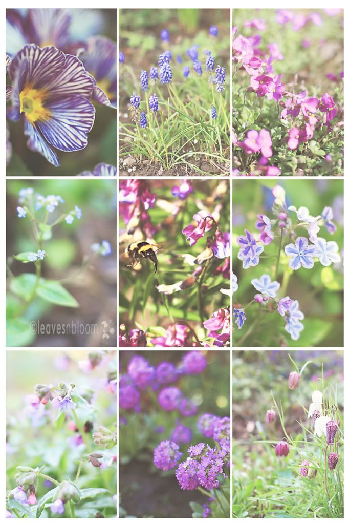 April flowers collage for Garden bloggers bloom day