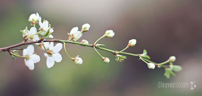 prunus cerasifera white flowers and green stems