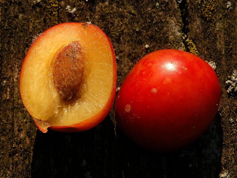 Prunus cerasifera - Bearing Cherry Like Fruit