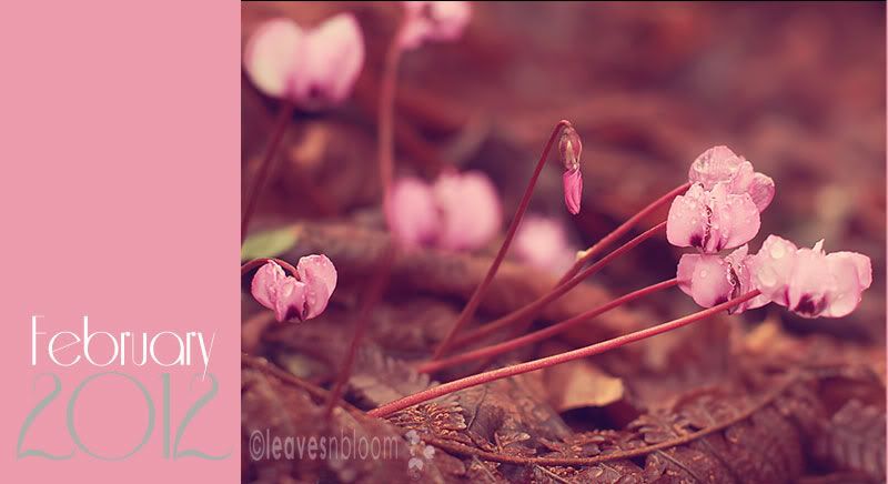 What's in bloom in February - Cyclamen coum