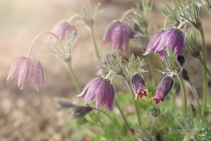Pulsatilla vulgaris purple pasque April flowers