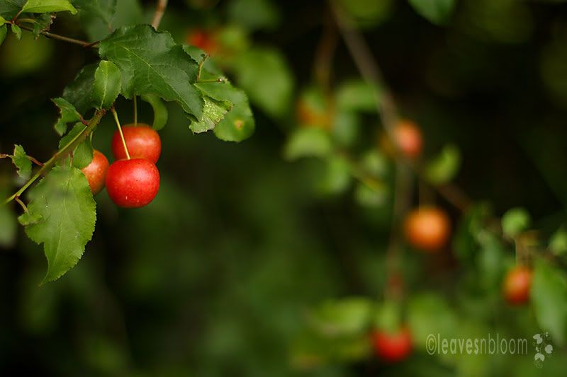 Prunus cerasifera - bearing cherry like fruit