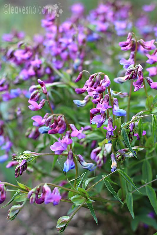 Racemes of Spring pea Lathyrus vernus nodding flowers