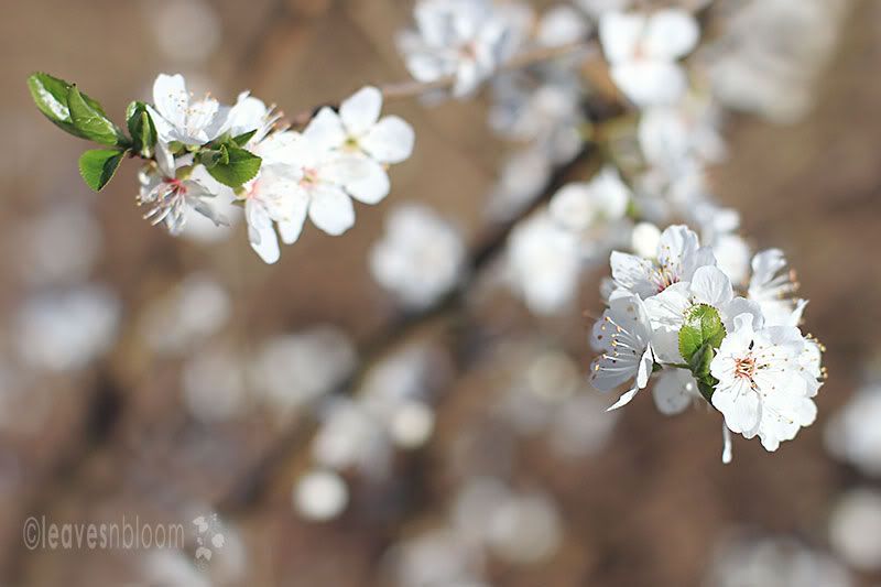 prunus cerasifera white flowers