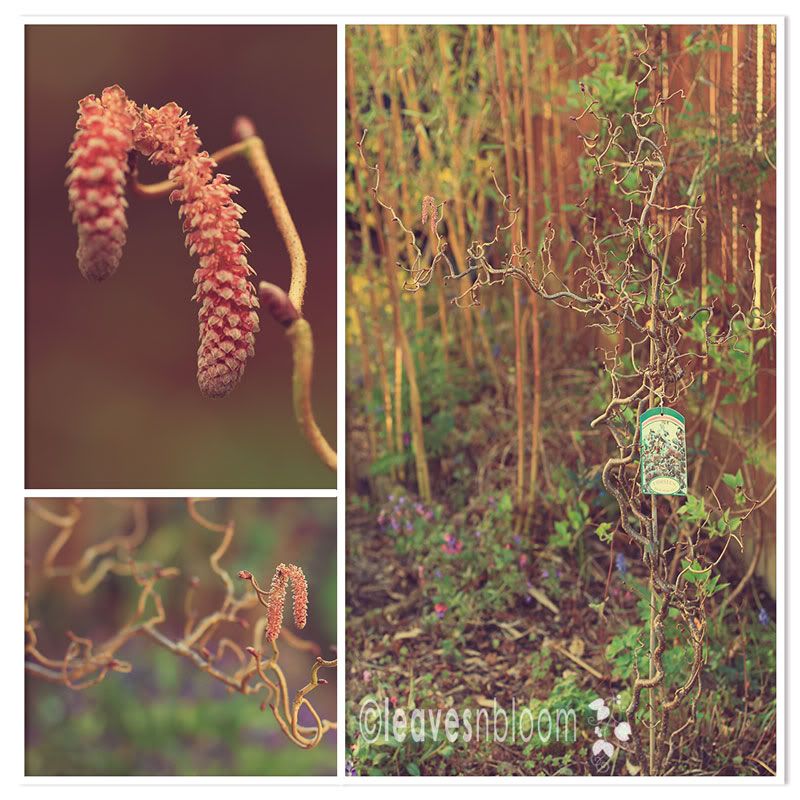 Male catkins on Corylus contorta Red Majestic