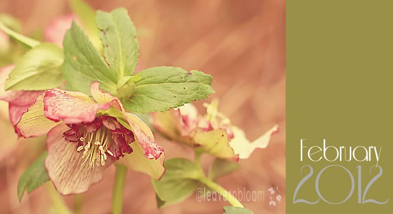 What's in bloom in February - Hellebore x hybridus 'Picotee'