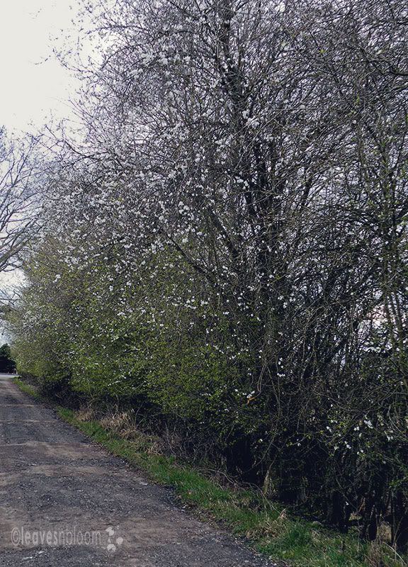 Prunus cerasifera trees