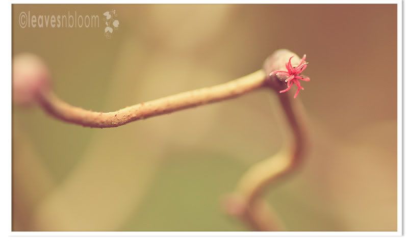 Female flower from Corylus contorta Red Majestic