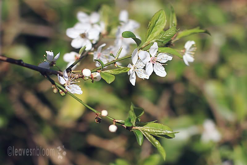 Prunus cerasifera flowers
