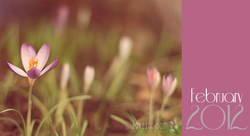 What's in bloom in February - Crocus flowers