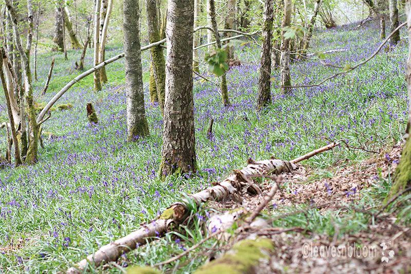 A sea of bluebell flowers - Bluebell Woods Dalcrue