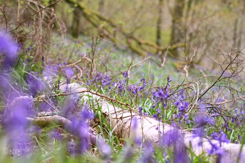 Bluebells | Hyacinthoides non-scripta | Endymion non-scriptus 