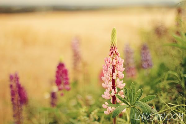 Lupins growing wild