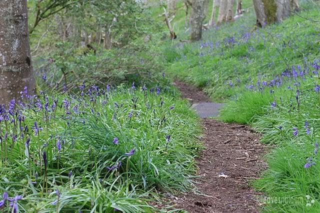 Bluebell Wood, Dalcrue, Perthshire