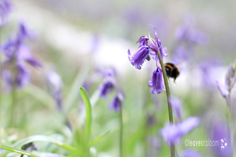 Bluebells | native wildflowers