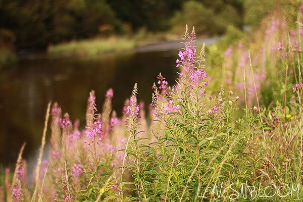 Perthshire Wildflowers - Chamerion angustifolium