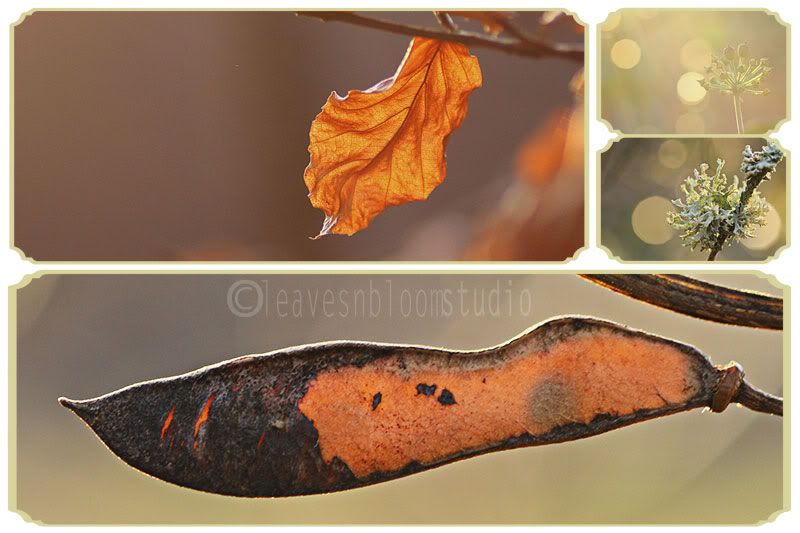 Is Spring coming earlier? - beech leaves, ivy seed heads, lichen and cytisus seed heads