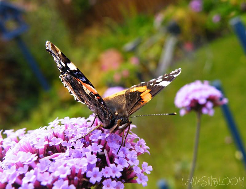 Verbena bonariensis flower with Red Admiral butterfly Vanessa atalanta