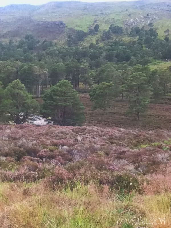 Scottish heather Calluna vulgaris