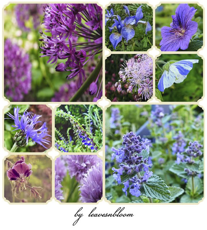 Best blue blooms in the June garden