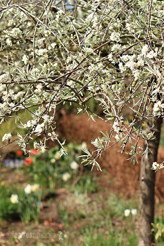 sturdza pruning silver weeping pear tree