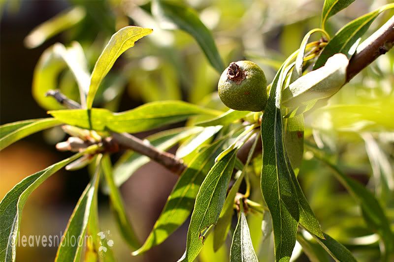 the ornamental pears on a weeping pear tree - inedible