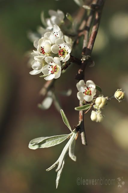 Pyrus salicifolia 'Pendula' | Silver Weeping Pear Tree Spring Flowers