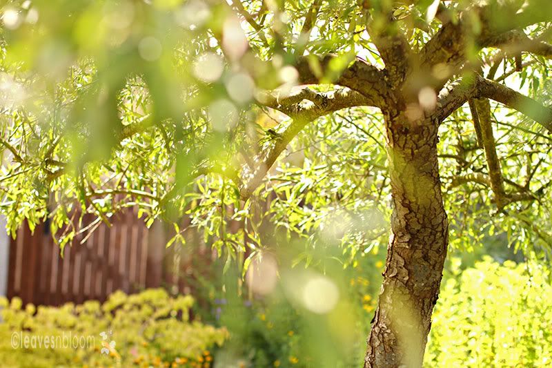 sturdza pruning technique on weeping pear tree