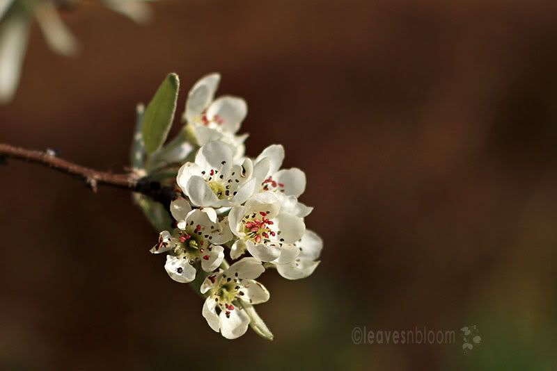 PhotobucketPyrus salicifolia 'Pendula' | Silver Weeping Pear Tree Spring Blooms
