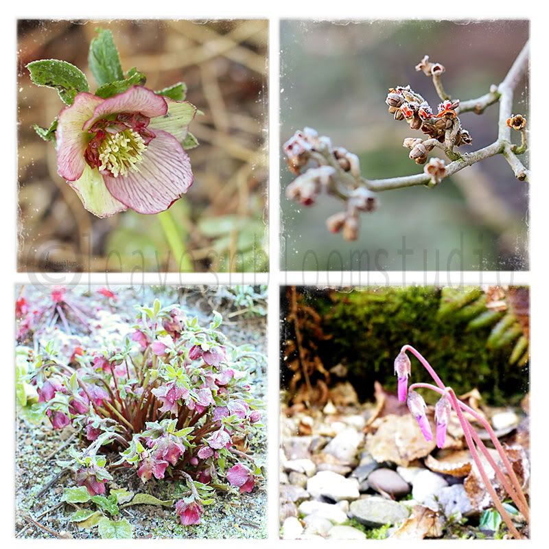 this is an image of winter garden flowers - pink hellebore, orange witch hazel, dark pink lenten rose and pink cyclamen