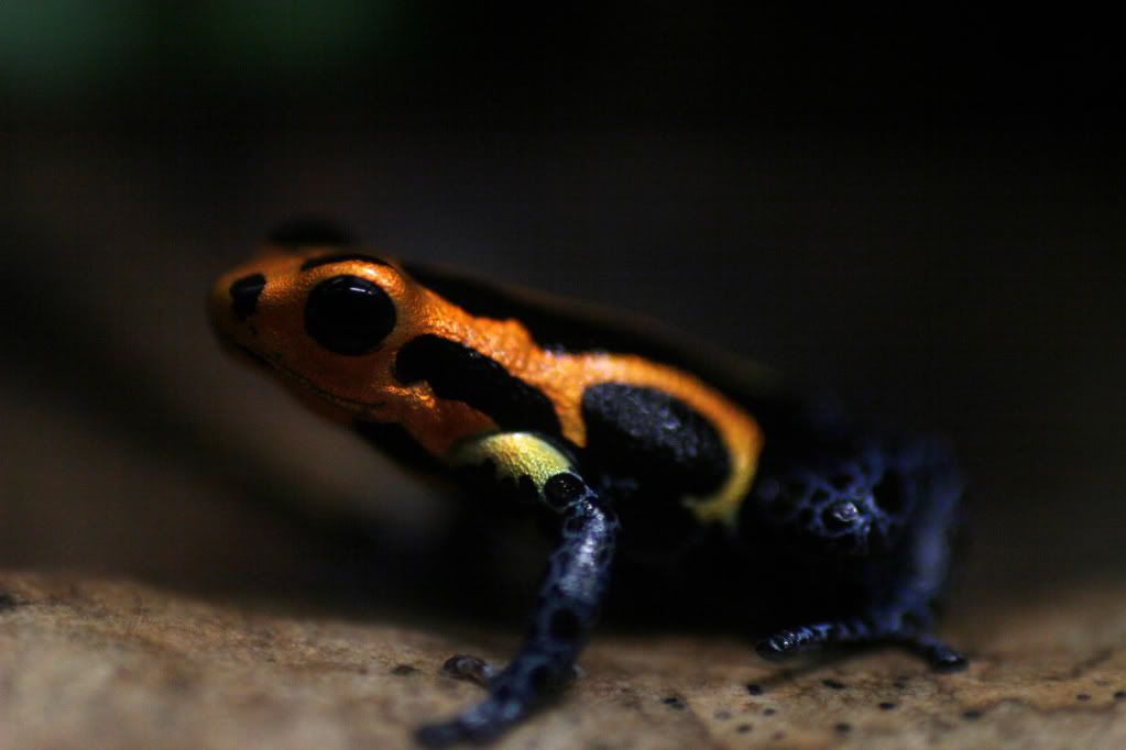 [Image: Frogs052.jpg]