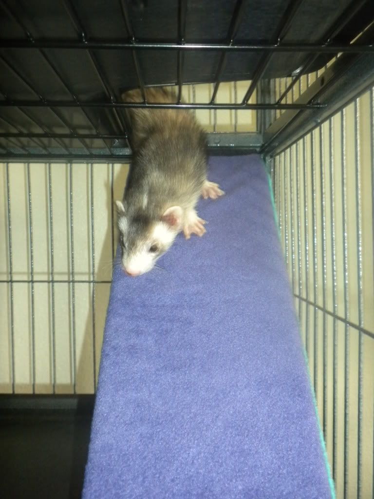 My Ferret Nation 142 w/Bedding by Virginia! The Holistic Ferret Forum