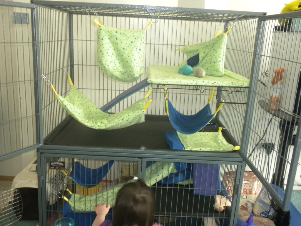 My Ferret Nation 142 w/Bedding by Virginia! The Holistic Ferret Forum