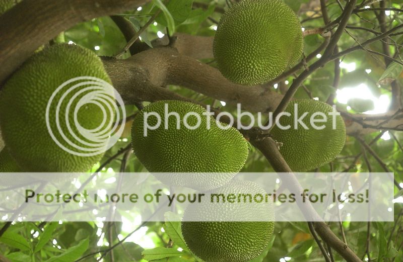 Smaller Variety Jackfruit Organic Tropical Fruit Tree