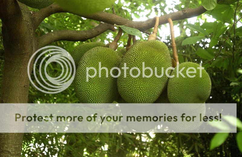 Smaller Variety Jackfruit Organic Tropical Fruit Tree