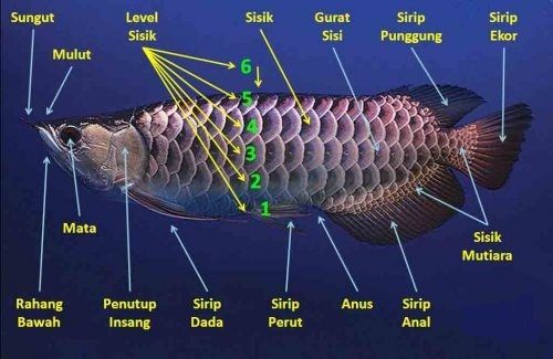 ikan arowana