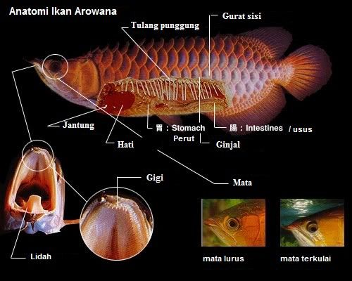 anatomi ikan arwana