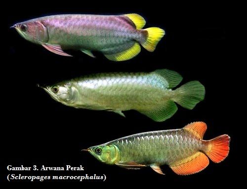 arwana perak