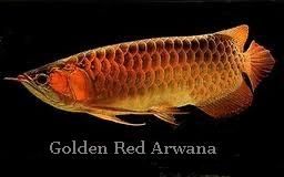 golden red arwana