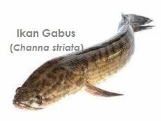 ikan_gabus photo ikan_gabus_zps6691725d.jpg