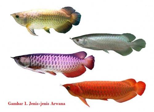 jenis arwana