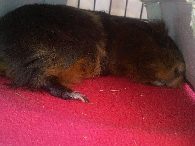 sleepypickles.jpg