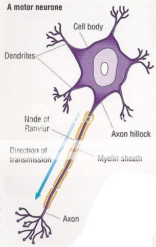 OCR A2 Biology F214: Nerves - Revision Notes in A Level and IB Biology ...